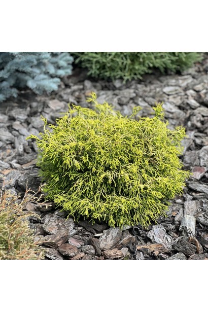 Chamaecyparis obtusa ’Gitte’